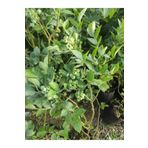 Çiçek Barınağı Yaban Mersini – Canlı Saksılı Meyve Veren Fidan 40-70cm (Blueberry / Bahçeye Uygun / Lezzetli Meyve)
