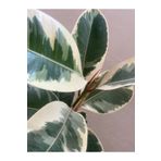 ÇİÇEK EVRENİ Alacalı Kauçuk - Ficus Elastica 60-100 Cm Tek Dal Siyah Saksı, Iç Mekan Bitkisi, Çiçek Evreni