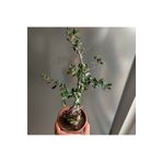 Çiçek Seç Al Delice Zeytin Bonsai Adayı 1 Zeytin Fide