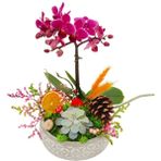 Çiçek Seli 1 Dal Mini Mor Orkide ve Sukulent Capricious Phalaenopsis 20-25 cm & Doğum Günü Hediyesi