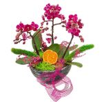 Çiçek Seli 3 Dal Mini Phalaenopsis Orkide Kase Beton Saksıda Tasarım & Canlı Bitki Salon Çiçeği