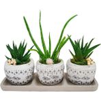 Çiçek Seli 3'lü Trio Set Efes Serisi Aloe Vera ve Howartia Hediye Çiçek Iç Mekan Ev Bitkisi
