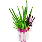 Çiçek Seli Aloe Vera ve Lavanta & Beyaz Beton Saksıda Sukulent Canlı Bitki Saksı Çiçekleri Hediye Aranjman