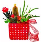 Çiçek Seli Bom Bom Kaktüs Bahçesi & Kırmızı Puantiyeli Saksıda Aloe Vera Dayanıklı Bitki Canli Cicek