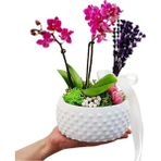 Çiçek Seli Boncuk Saksıda Mini Mor Orkide ve Lavanta Hediye Çiçek Iç Mekan Bitkileri Salon Cicegi 20-25 cm