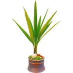 Çiçek Seli Chamarops Humilis Bodur Palmiye Vintage Beton Saksıda 20-25 cm Bakımı Kolay Ev Bitkisi