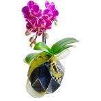 Çiçek Seli Diamond Black Beton Saksıda Mini Orkide Hediye Canlı Bitki