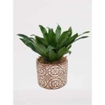Çiçek Seli Dracena Compacta Canlı Bitki Dekoratif Beton Saksıda & Salon Bitkisi Ic Mekan Bitkileri
