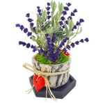 Çiçek Seli Fragrant Lavanta & Beton Büzgülü Saksıda Canlı Kuru Canlı Bitki Hediye Çiçek Salon Bitkisi