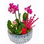 Çiçek Seli Gül Saksıda Lavantalı Phalaenopsis Orkide ve Kalanchoe Canlı Çiçek Mini Bahçe Tasarımı