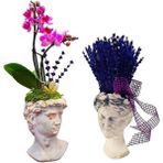 Çiçek Seli Helen Saksıda Lavanta ve David Saksıda Mini Orkide Phalaenopsis Ev Dekorasyonu Canlı Çiçek