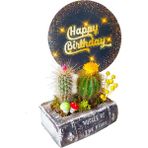 Çiçek Seli Kitap Görünümlü Saksıda Kaktüs Aranjman & Kaktüs Aranjman & Canlı Bitki & Hediye Kartlı Çiçek