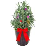 Çiçek Seli Kokulu Canlı Lavanta Seramik Saksıda Süslü Noel Çam Ağacı Yeni Yıl Canli Cicek Aranjmanlari
