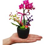 Çiçek Seli Mini Mor Orkide Baby Serisi Beton Saksıda 15-20 cm & Doğum Günü Hediyesi Canlı Çiçek