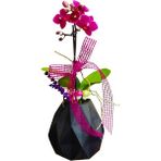 Çiçek Seli Mini Mor Orkide Diamond Black Phalaenopsis &iç Mekan Bitkileri Hediye Çiçek 20 cm