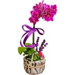 Çiçek Seli Mini Mor Orkide Phalaenopsis Excellent & Hediye Çiçek Dekoratif Canlı Bitki Iç Mekan Bitkileri