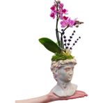 Çiçek Seli Mini Mor Orkide ve Lavanta David Beton Saksıda Phalaenopsis