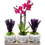 Çiçek Seli Mini Orkide Ve Mor Lavanta Set Efes Serisi Saksıda & Yıl Dönümü Hediye Bitki Canli Cicekler