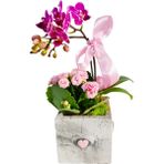 Çiçek Seli Mini Pembe Kalpli Saksıda Mini Orkide ve Kalanchoe Hediye Canlı Çiçek