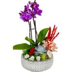 Çiçek Seli Orkide Mini Great Phalaenopsis Sukulent Tasarım &tasarım Çiçek&dekoratif Çiçek&ithal Orkide 20-25 cm
