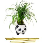Çiçek Seli Panda Ophiopogon Canlı Bitki & Bambu Panda & Iç Mekan & Salon Bitkisi & Ev Ofis Salon Bitkisi