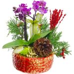 Çiçek Seli Red Gold Phalaenopsis & Kırmızı Gül Saksıda Mini Mor Orkide Çiçeği Yeni Yıl Konseptli Canlı Hediye
