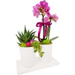 Çiçek Seli Ruby Mini Orkide ve Howartia Set & Beyaz Seramik Saksı Setinde Orkide Çiçeği Dekoratif Canlı Bitki