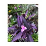 Çiçek sev Mor Telgraf Çiçeği Fidanı 10-20 cm