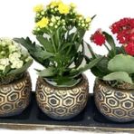 Çiçek Üçlü Gold Saksıda Kalanchoe