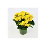 cicekartstudio Sarı Kalanşo - Kalanchoe