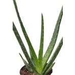Çiçekçilik Aloe Vera Çiçeği Bitkisi