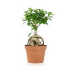 cicekevinde Ficus Gingseng Bonsai Ağacı Saksı Çapı Boyu 30-45 Cm