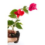 ÇİÇEKFLİX Begonvil iç mekan nar çiçeği minik fide 21-24cm/şuan çiçeksizdir