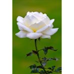 ÇİÇEKFLİX Bodur beyaz gül fidesi fidani 37-46cm açık kök