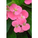 ÇİÇEKFLİX Eubhorbia şeker pembe taç çiçeği ( en dayanıklı çiçek ) 15cm mini boy /şuan çiçeksizdir