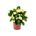 ÇİÇEKFLİX Euphorbia Milii Dikenler Tacı Çiçekli Sarı Kaktüs 1.kalite Özel Ürün