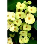 ÇİÇEKFLİX Gold euphorbia dikenler tacı mini boy 12-13cm