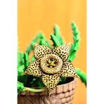 ÇİÇEKFLİX Huerniamelez (angolensis) Leş Kaktüsü Salon Çiçeği Sukulent 5,5 Cm 1.kalite Özel Ürün