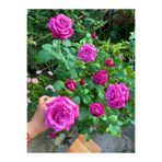 ÇİÇEKFLİX kokulu pembe mor fide rose fidan gül 35-39cm açık kök 1 adet