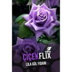 ÇİÇEKFLİX lila gül çiçeği bitkisi fidani açık kök 1 adet 30-40cm