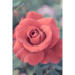 ÇİÇEKFLİX Orange Rose Gül Fidani 30-40cm Açik Kök 1 Adet