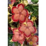 ÇİÇEKFLİX Özel Renk Leş Kaktüs Stapelia 5.5cm Mini Boy