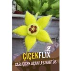 ÇİÇEKFLİX Sarı Çiçek Açan Leş Kaktüs Stapelia Variegata 5.5 cm