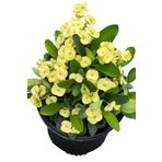 ÇİÇEKFLİX Sarı yellow eubhorbia aşılı bolçiçek cins mini boy 10-15cm