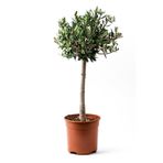 ÇiçekGarajBahçe Tijli Zeytin Ağacı Büyük Boy Bonsai