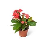 cicekgonder Euphorbia Milii Dikenler Tacı Çiçekli Kaktüs 20 Cm