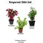 Çiçekli Ürün Kombini – Filbahri, Katmerli Ful ve Duranta-Duranda (Mor Ağaç Menekşesi)