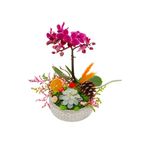 çiçekseli 1 Dal Mini Mor Orkide Ve Sukulent Capricious Phalaenopsis 20-25 Cm & Doğum Günü Hediyesi