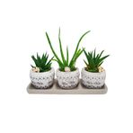 çiçekseli 3'lü Trio Set Efes Serisi Aloe Vera Ve Howartia Hediye Çiçek Iç Mekan Ev Bitkisi 20-25cm