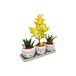 çiçekseli 3'lü Trio Set Efes Serisi Euonymus Bonsai Ve Sukulent Tasarımı Iç Mekan Bitkileri Sukulent